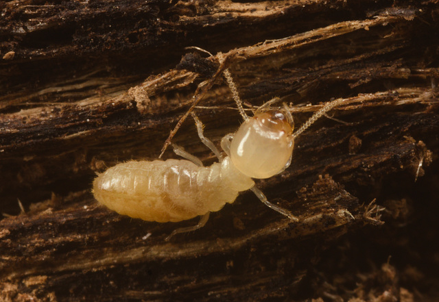 IMG 0773 Termite-1