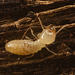 IMG 0773 Termite-1