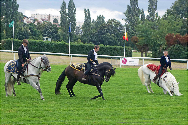 Le cheval blanc a du panache 4/4