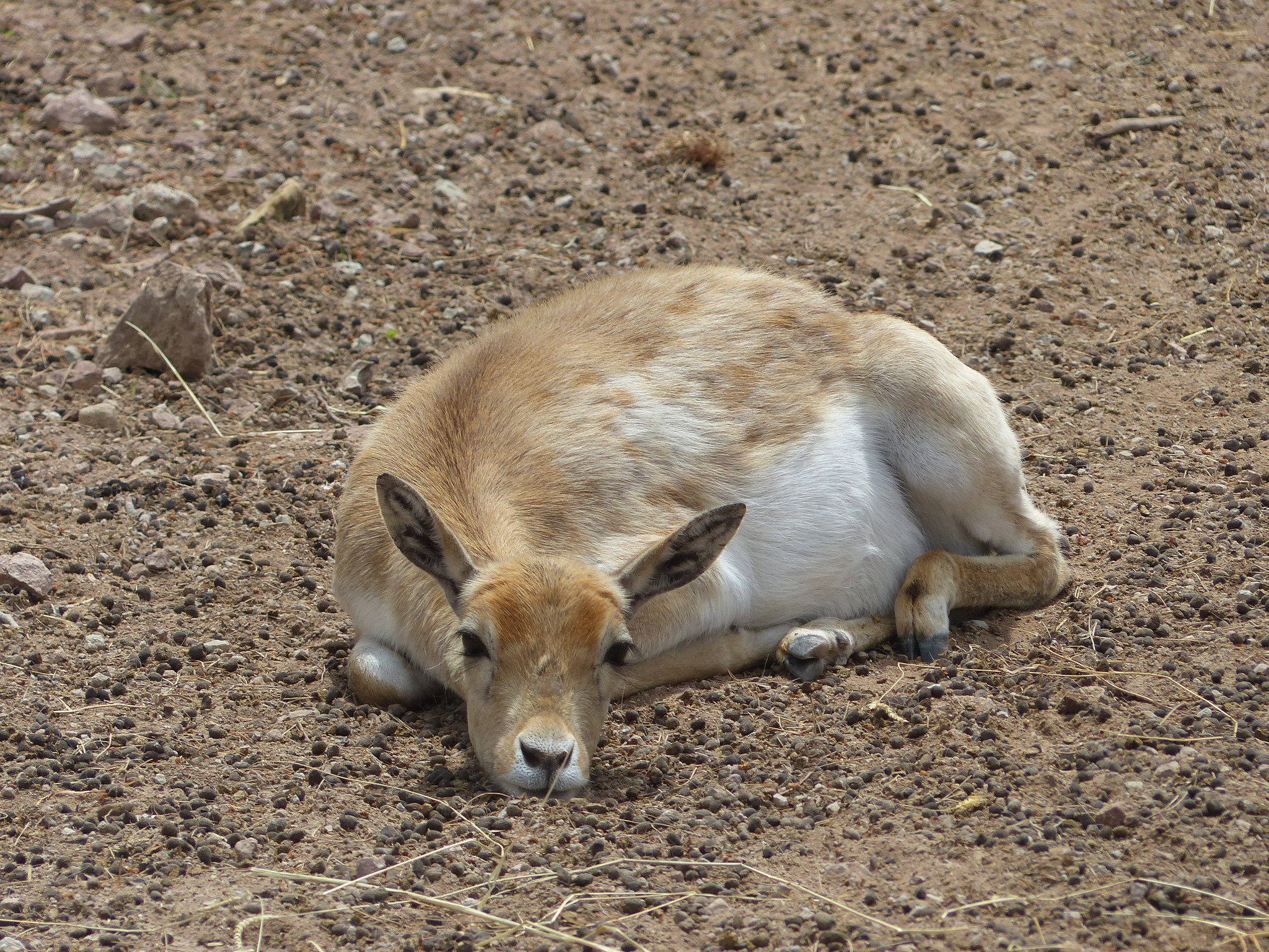 Parc Zoologique de Fréjus (20) - 24 Avril 2017