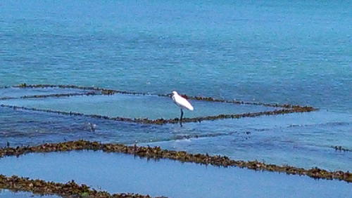 Une aigrette blanche au parc à huitres à Cancale