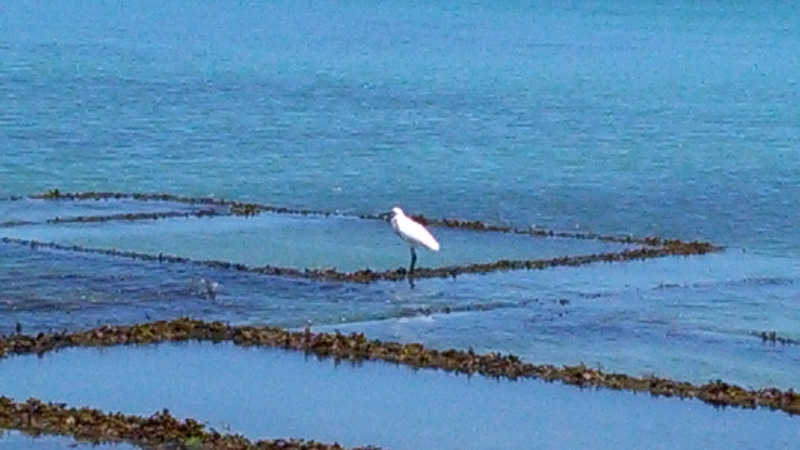 Une aigrette blanche au parc à huitres à Cancale