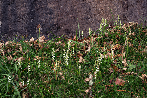 Spiranthes cernua (Nodding Ladies'-tresses orchid)