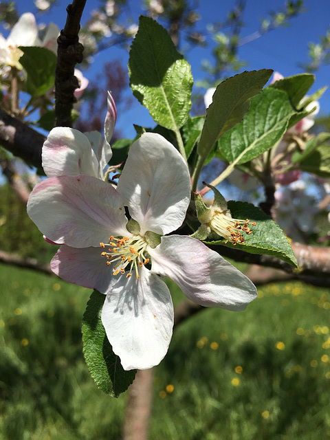 Fleurs de Poirier