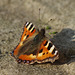 Small Tortoiseshell butterfly