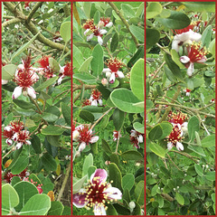 Guava tree