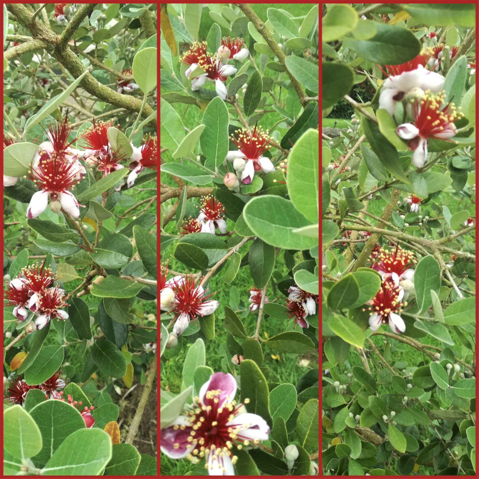 Guava tree