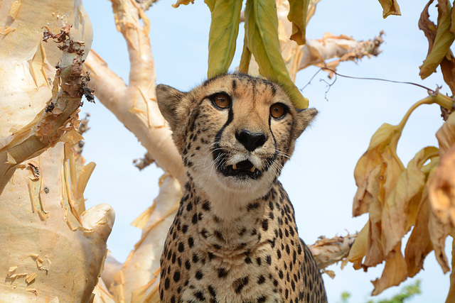 Namibia, Portrait of a Cheetah on a Tree in the Otjitotongwe Guest Farm