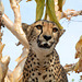 Namibia, Portrait of a Cheetah on a Tree in the Otjitotongwe Guest Farm