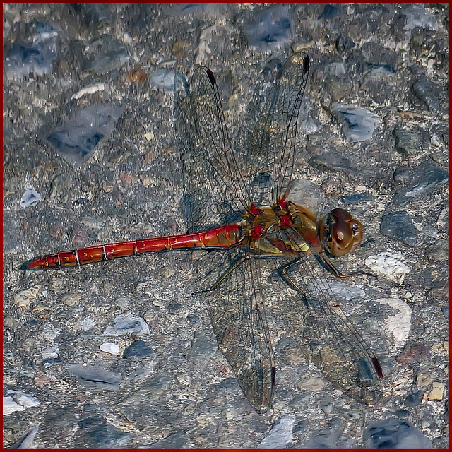 Dragon-fly