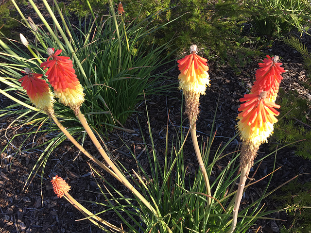 Tritome / Kniphofia