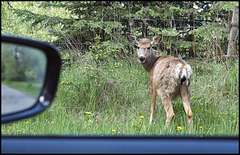 “Is the deer crossing the road, or is the road crossing the forest?”