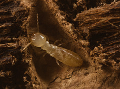 IMG 0775 Termite-3