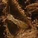 IMG 0775 Termite-3