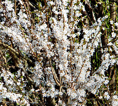 Kein Neuschnee - Blüten.... ©UdoSm