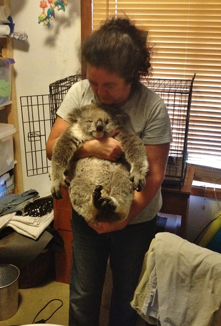 koala rescue