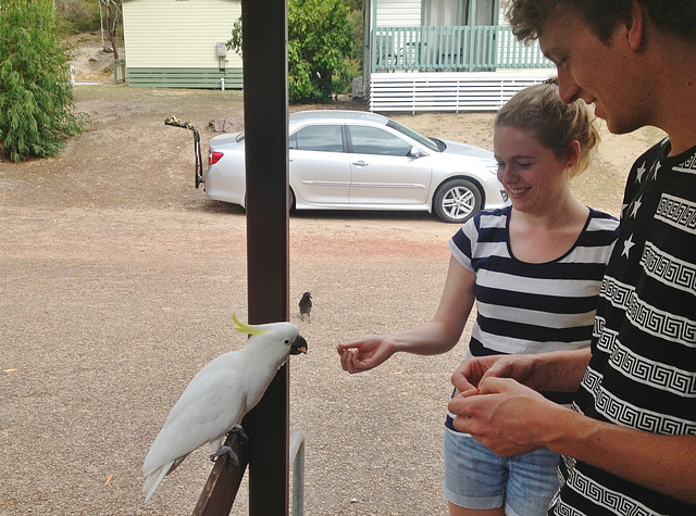 cockatoos by our cabin