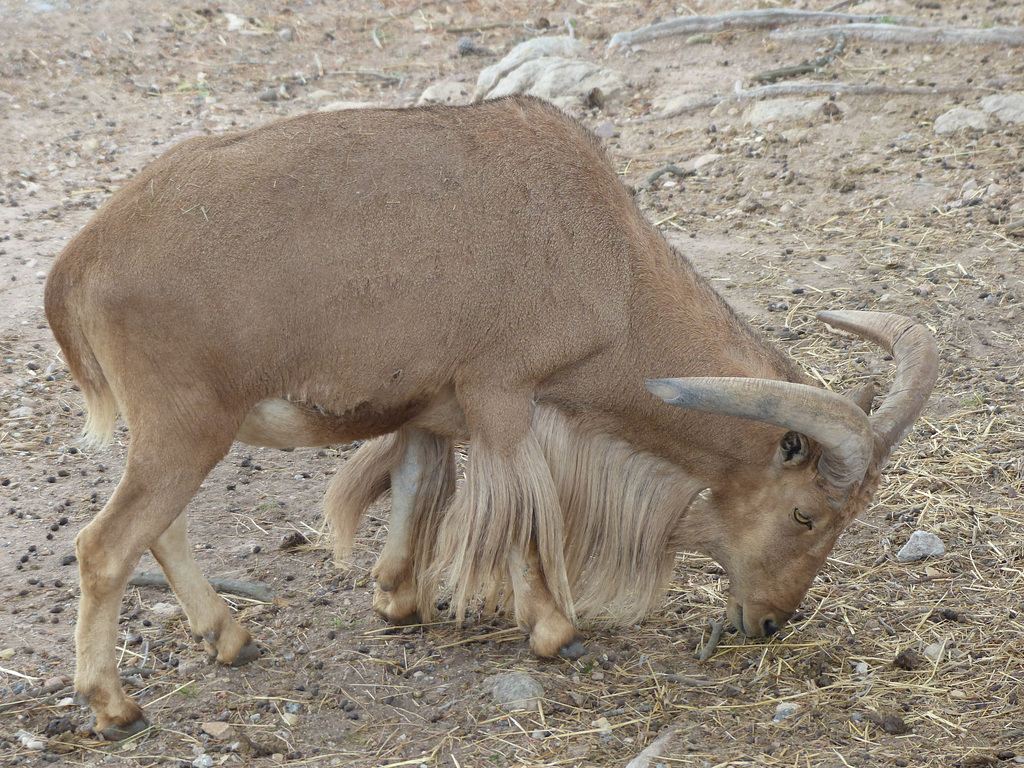 Parc Zoologique de Fréjus (21) - 24 Avril 2017