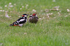 The resident woodpecker introducing its young to sunflower seeds