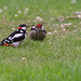 The resident woodpecker introducing its young to sunflower seeds