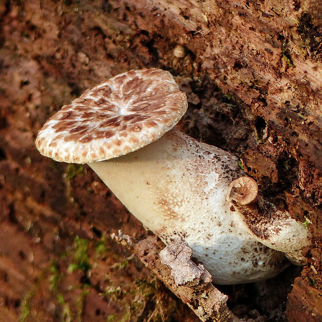 Day 3, Dryad's Saddle?, Pt Pelee