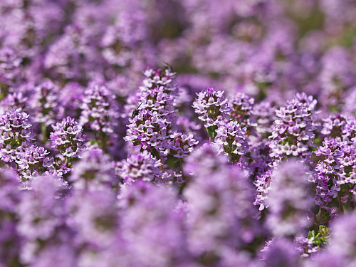 Thyme Flowers