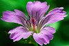 Storchschnabel / Geranium