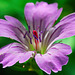 Storchschnabel / Geranium