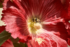 sweet pollen