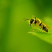 Le bonjour de l'abeille solitaire