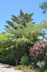 The Island of Tilos, Colorful Shrubs and Trees