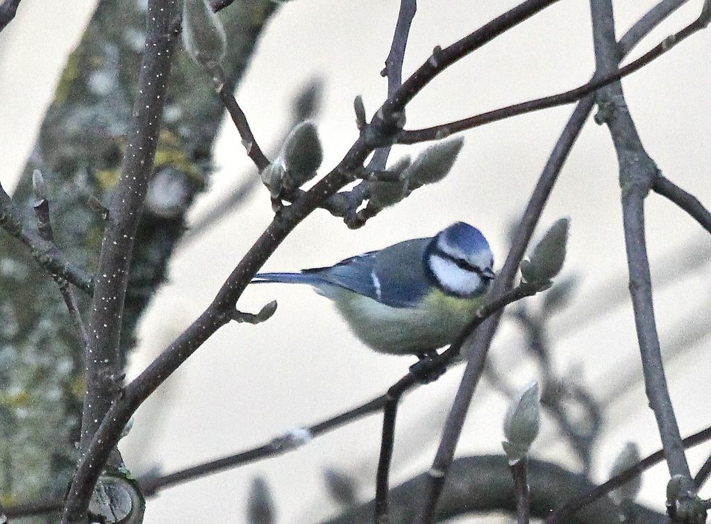 Blaumeise
