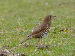 Song Thrush