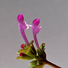 Lamium amplexicaule