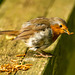 Robin