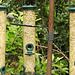 20220529 1153CP~V [D~LIP] Blaumeisen [JV], Haussperling, Bad Salzuflen