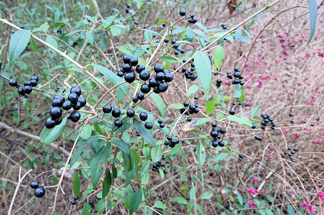 Ligusterbeeren