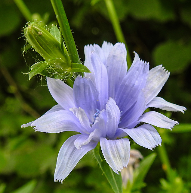 20230723 3153CPw [D~LIP] Wegwarte (Cichorium intybus), UWZ, BS