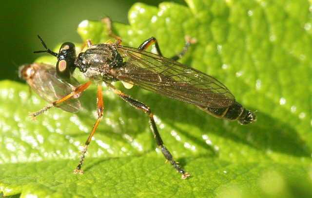 Fly having lunch 02 A Sawfly perhaps Fly having lunch 02 A Sawfly perhaps