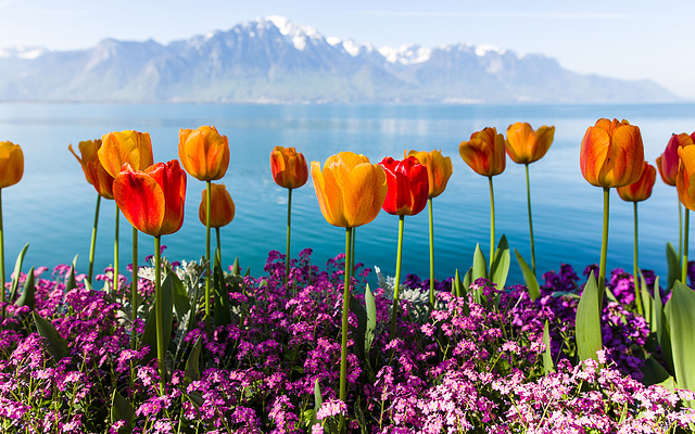 150422 tulipe Montreux