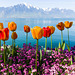 150422 tulipe Montreux