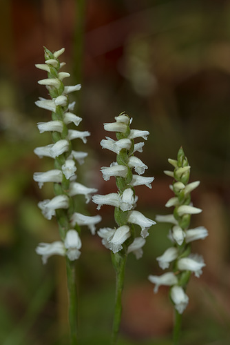 Spiranthes cernua (Nodding Ladies'-tresses orchid)