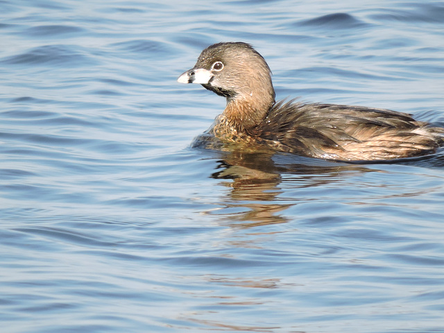 Pied-billed Grebe