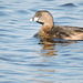 Pied-billed Grebe