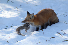 le repas de Goupil le renard