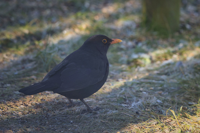 Amsel