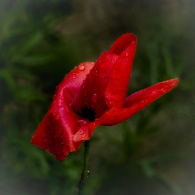 Mohn (PiP)