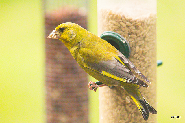 How could anyone mistake a Greenfinch for anything else?!