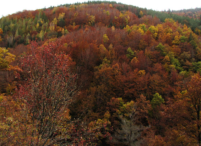 09-Couleurs d'Automne