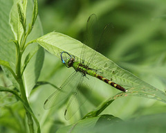 female eastern pondhawk / érythème des étangs femelle